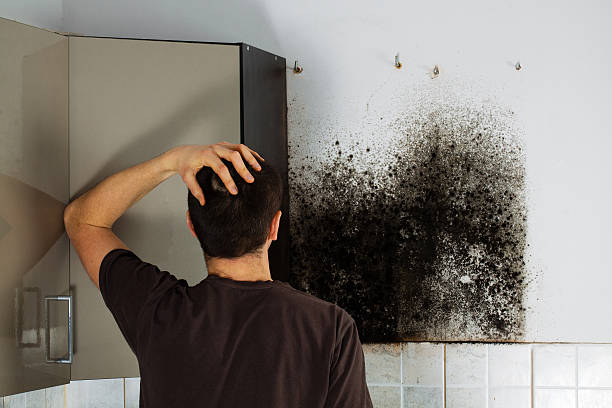 Best Mold Odor Removal Services  in Kemp, TX